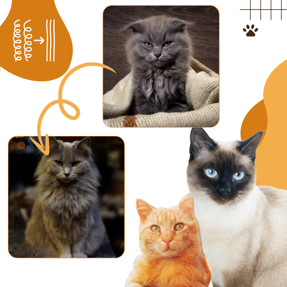 Multi-function Cat Slicker Brush - Ozerty